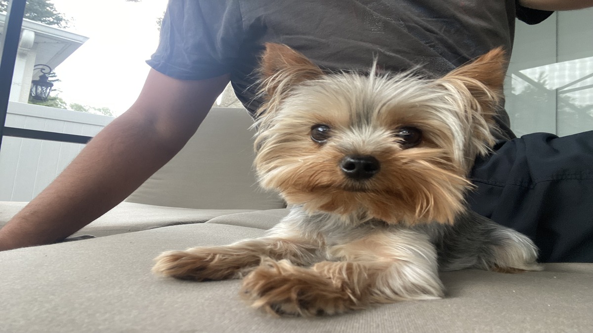 puppyspot product image