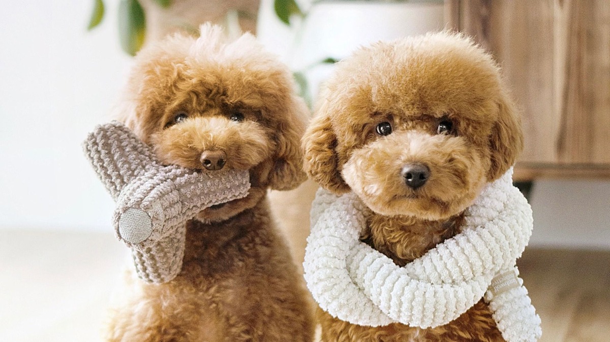 lambwolf collective product image