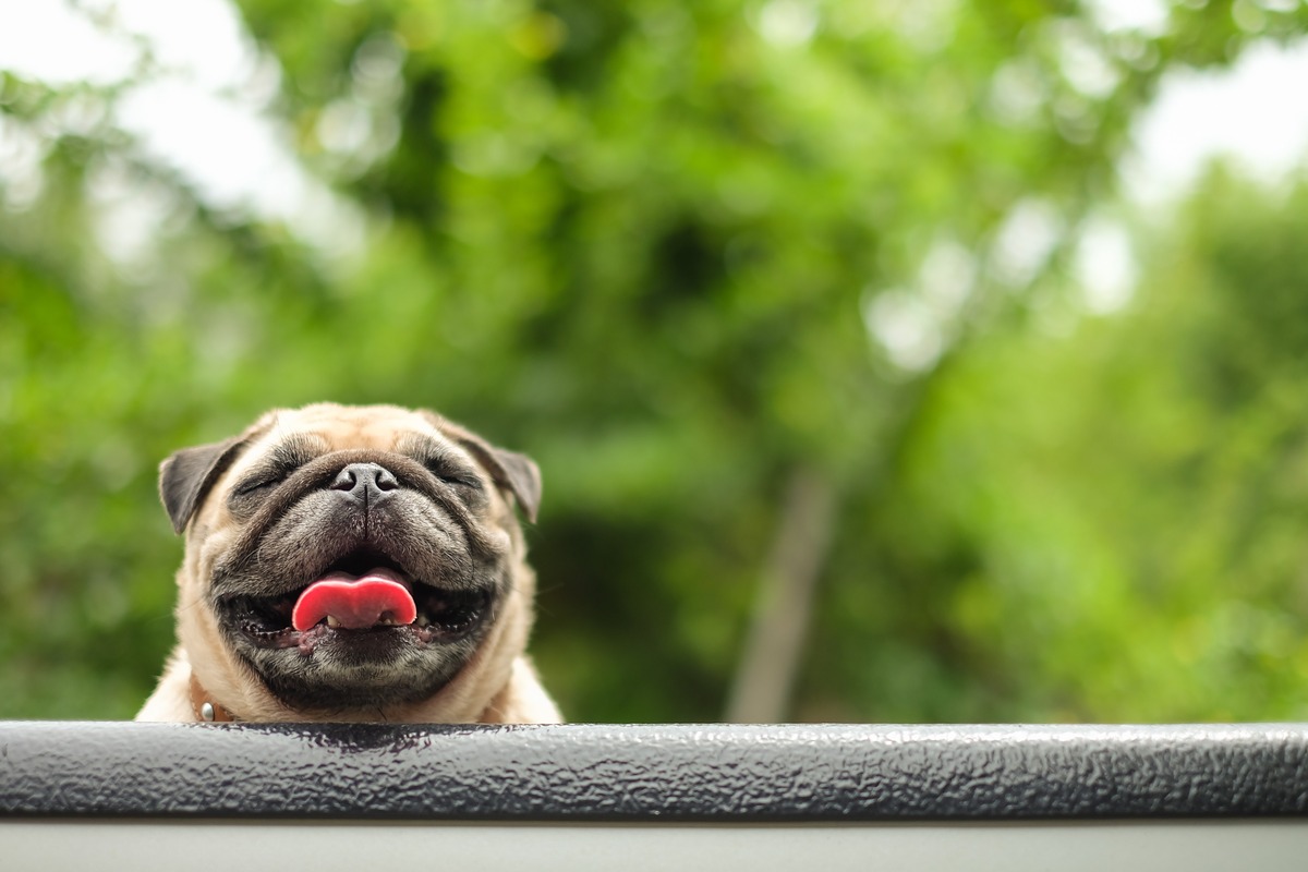 puppyspot product image