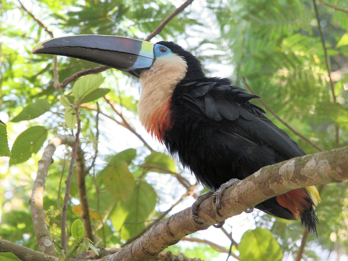 tucann product image