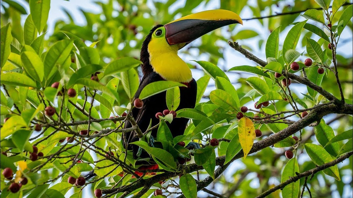 tucann product image